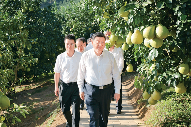 　　2025年11月7日至8日，中共中央總書記、國(guó)家主席、中央軍委主席習(xí)近平在廣東考察。這是7日下午，習(xí)近平在梅州市梅縣區(qū)雁洋鎮(zhèn)南福金柚種植基地考察。